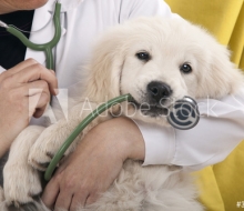 Fórmate como médico veterinario con los mejores